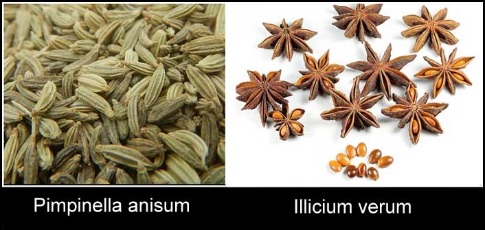 Pimpinella Anisum and Illicium verum