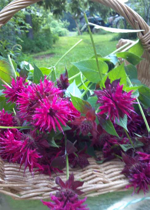 Basket of bee balm in the sunshine
