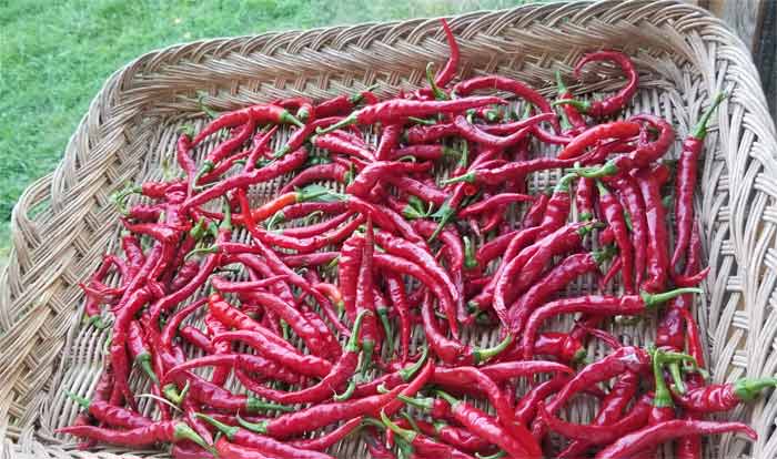 basket of fresh cayenne peppers