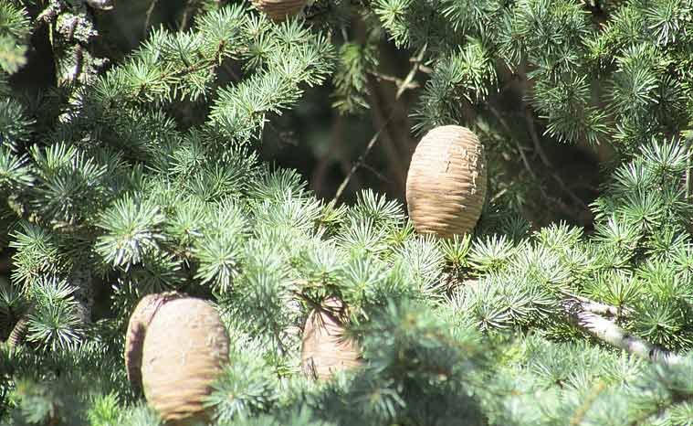 Atlas Cedarwood tree with cones