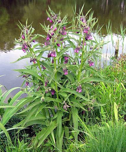Comfrey growing by a lake