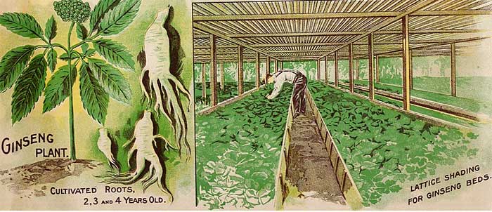 Seed cataloge illustration for ginseng