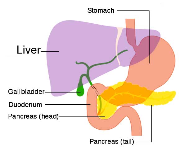 Diagram of the liver and other organs
