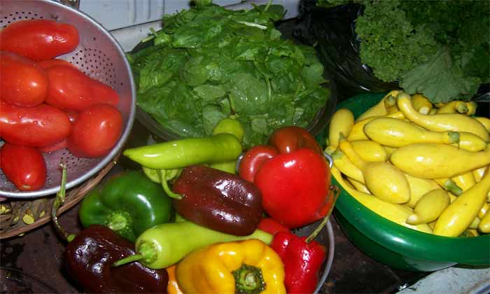 Colorful vegetables including tomatoes, squash, and spinach