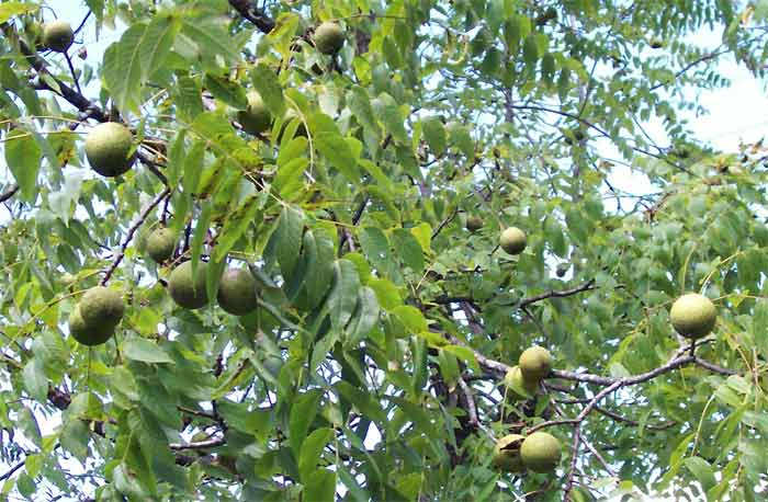 Walnut tree with green walnuts