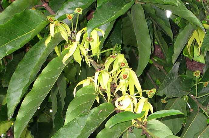 Ylang ylang tree in full bloom