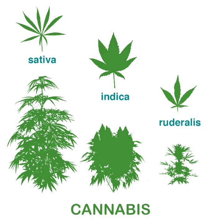 Chart shows species of cannabis
