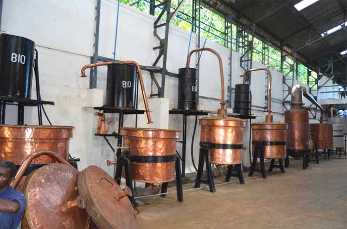 distillers producing ylang ylang essential oil
