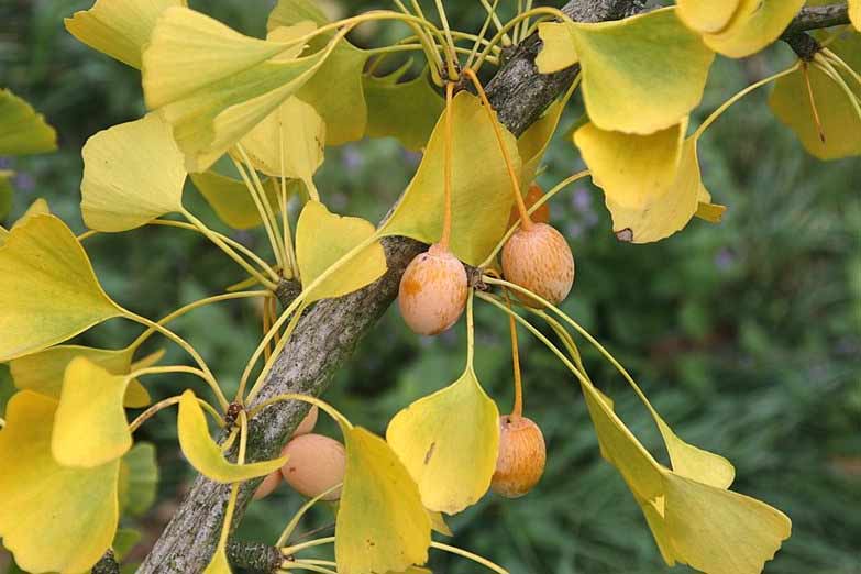 Ginkgo biloba tree limb with fruit
