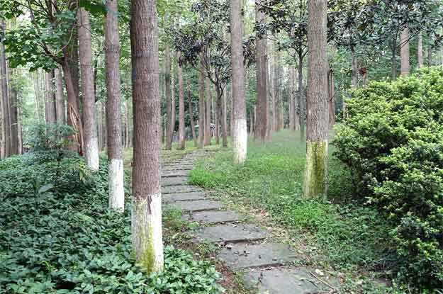 Xi Shu trees