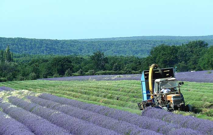 Harvesting a field of lavender flowers