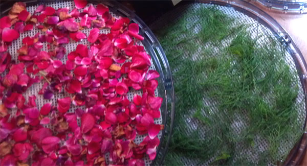 Roses and fennel on drying trays