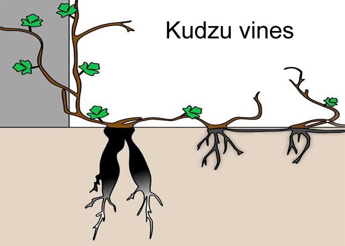 Illustration of how kudzu vines spread