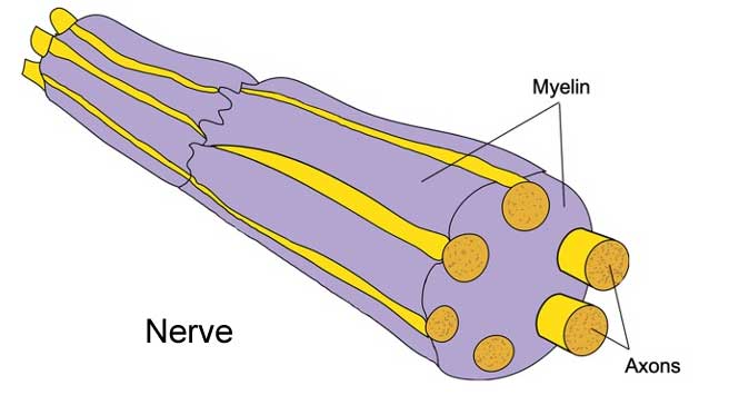 Diagram of a nerve