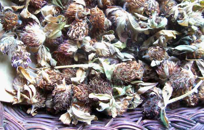 dried red clover with leaves