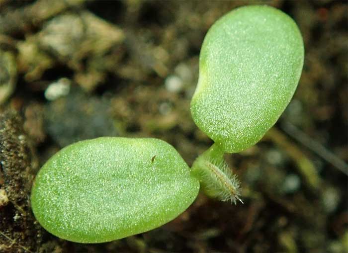 a red clover seedling