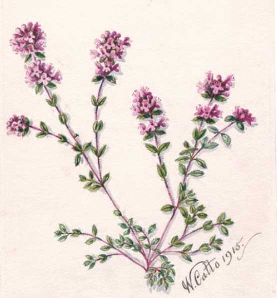 Drawing of wild thyme by William Catto