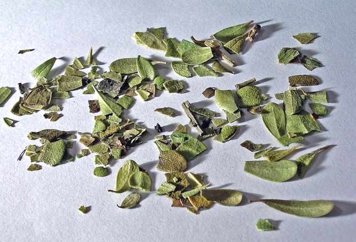 Dried uva ursi leaves