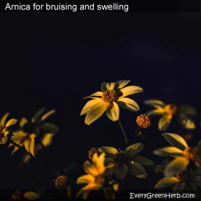 Arnica flowers
