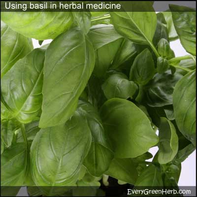 Basil has juicy green leaves that makes excellent pesto.