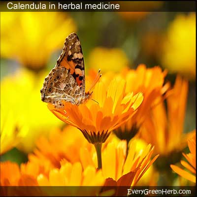 Calendula flowers with butterfly