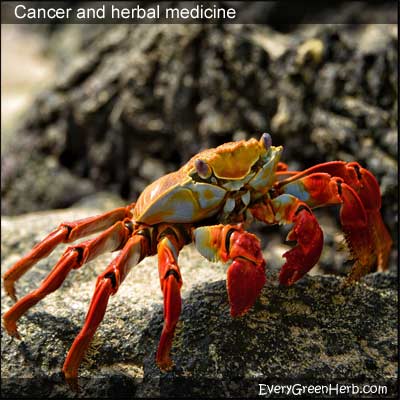 Cancer was named after a crab.