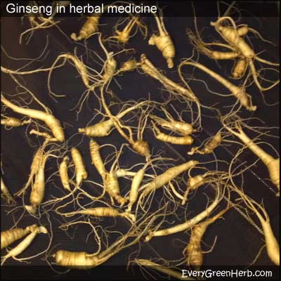 Ginseng grows wild in the North Georgia Mountains.