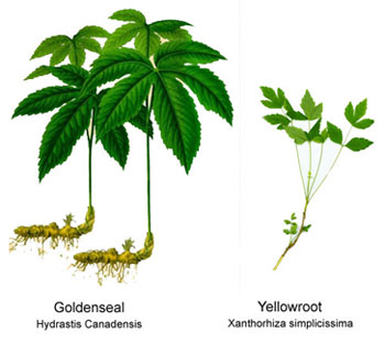 Goldenseal and Yellowroot side by side