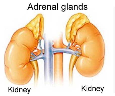 Diagram of the adrenal glands