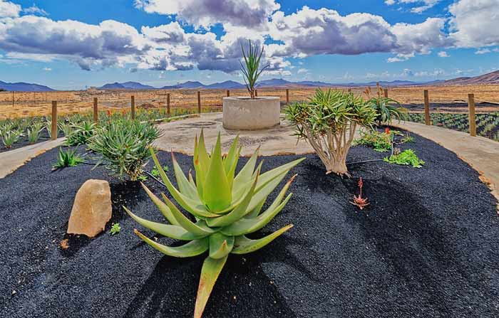 Aloe growing in the desert