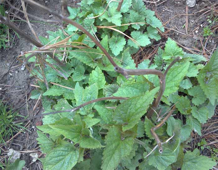 Anise hyssop emergiing in spring