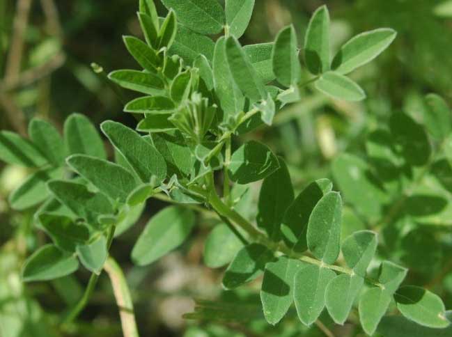 Astragalus growing in sunshine