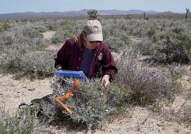 Scientist checks astragalus in the desert
