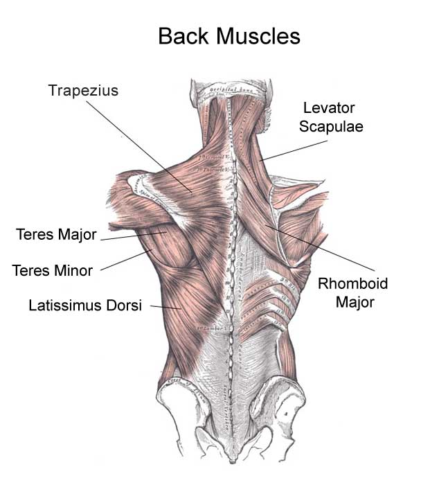 Back muscles illustration diagram