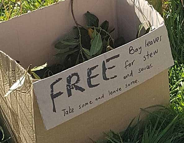 Bay leaves in a cardboard box