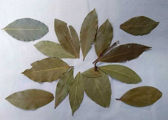 Dried bay leaves