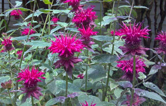 Bee balm in full bloom