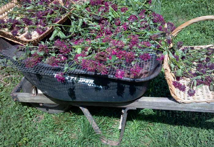 Bee balm harvest at Payne Mountain Farms