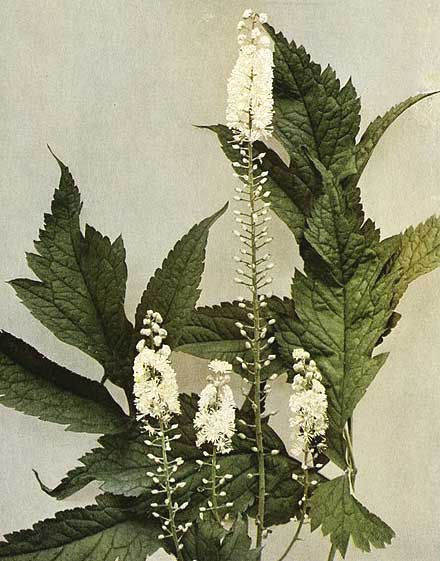 Black cohosh