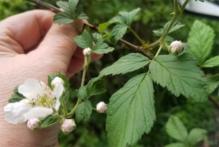 bramble shrub or bush