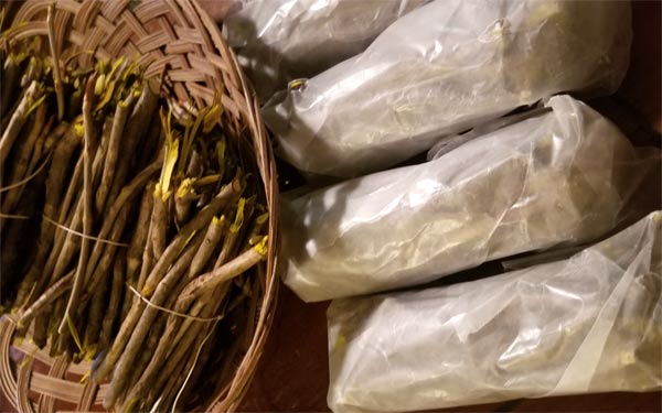 Bundles of yellowroot wrapped in waxed-paper