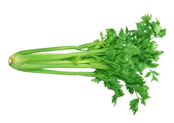 stalk of celery