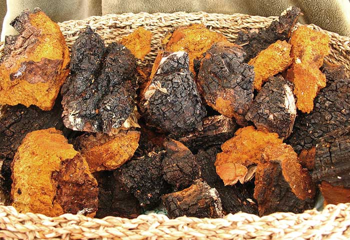 Chaga mushrooms in a basket