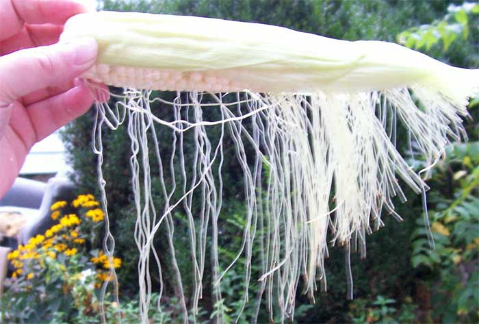 Corn silks on an ear of corn