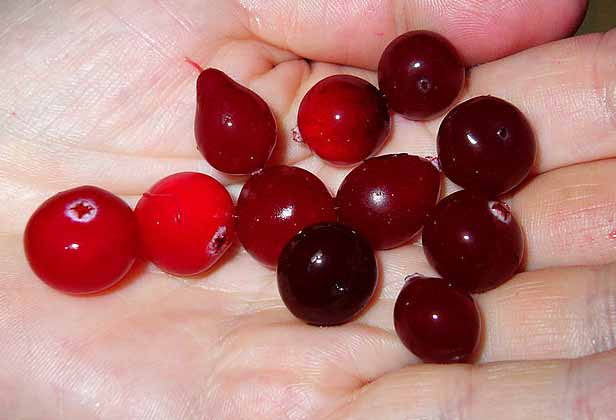 cranberries