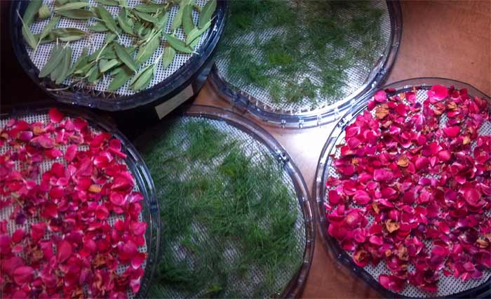 Drying rose petals