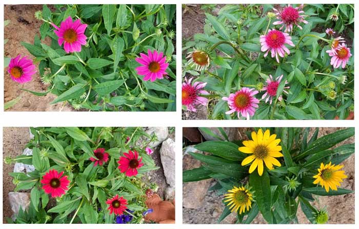 4 colors of echinacea blossoms