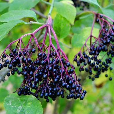 Elderberries growing wild in the North Georgia Mountains