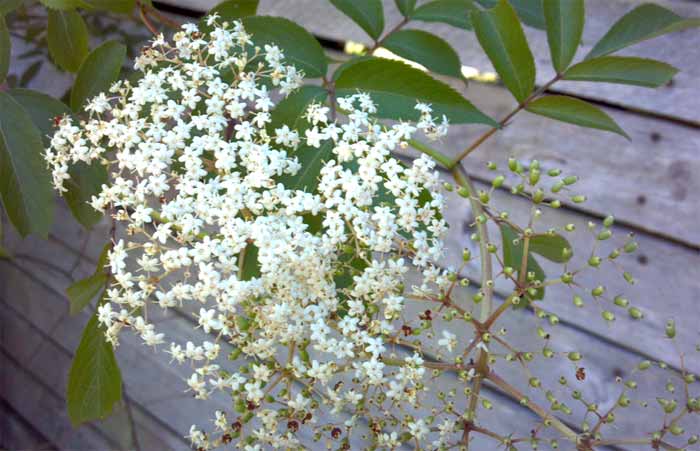 Elderberry flowers growing beside barn