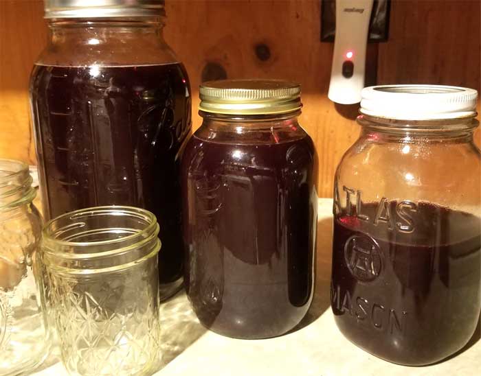 Mason jars full of fresh elderberry juice